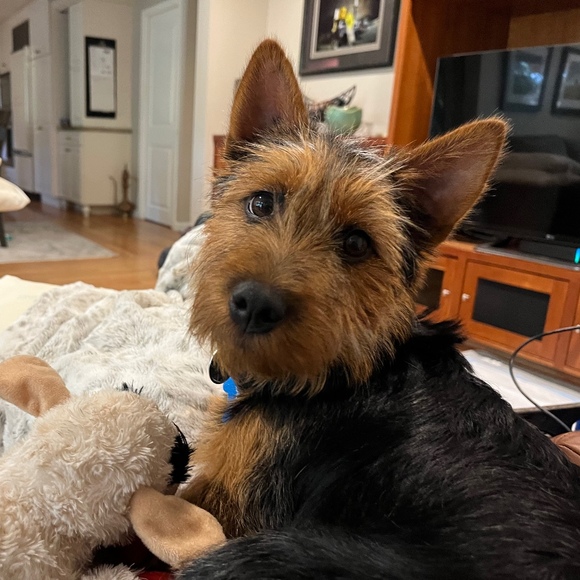 Meet your Posher, Gsil - Picture 1 of 1